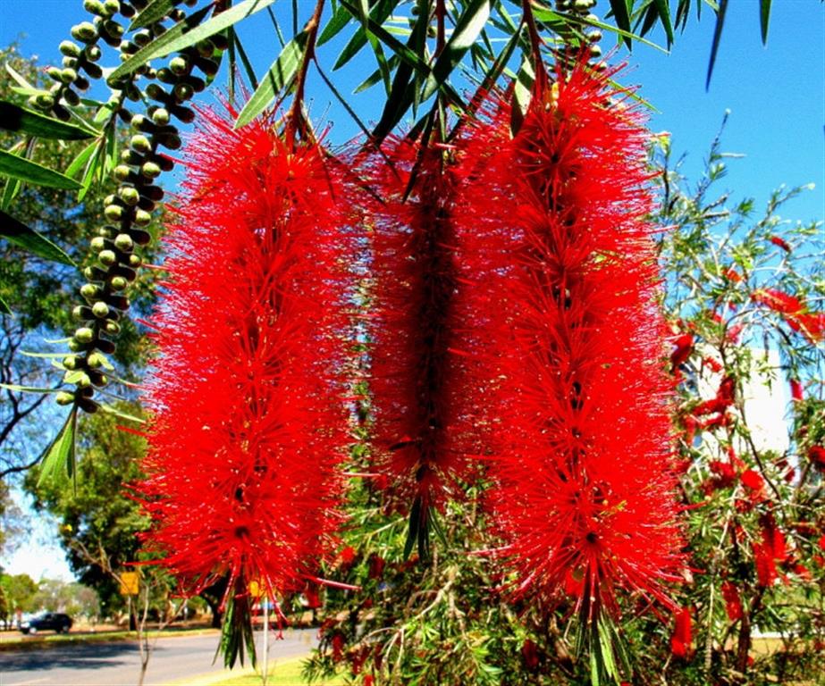 calistemon-callistemon-spp. 