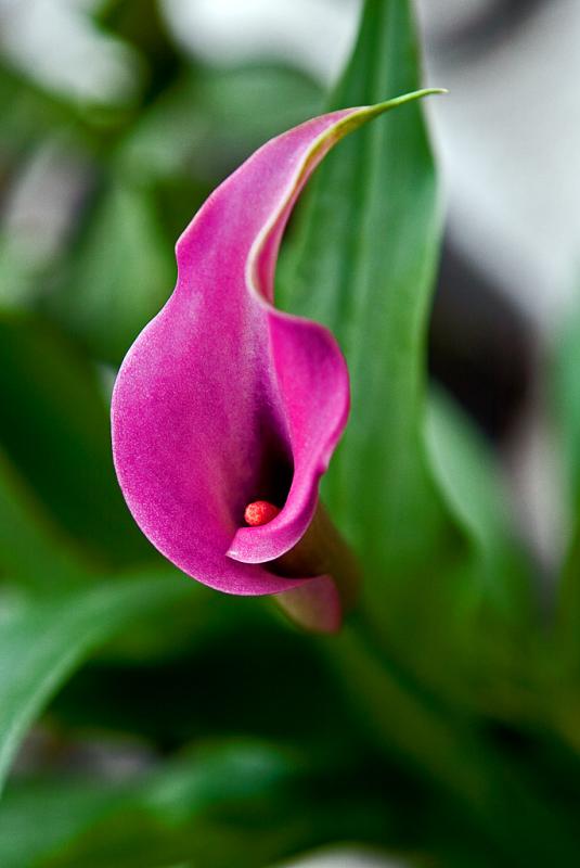 calla1