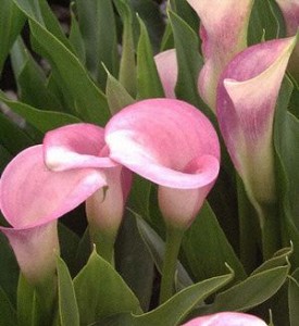 calla2