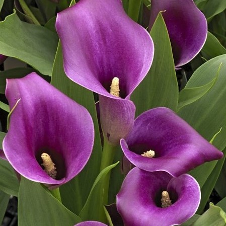 callas