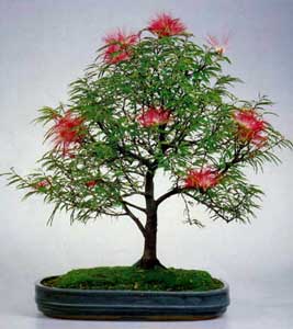 calliandra haematocephala