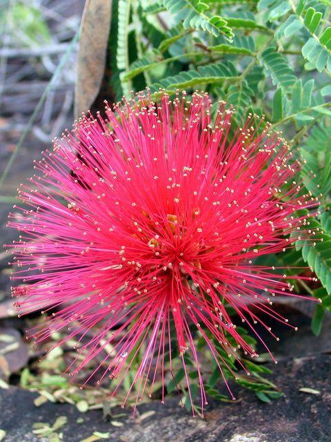 calliandra tweedii