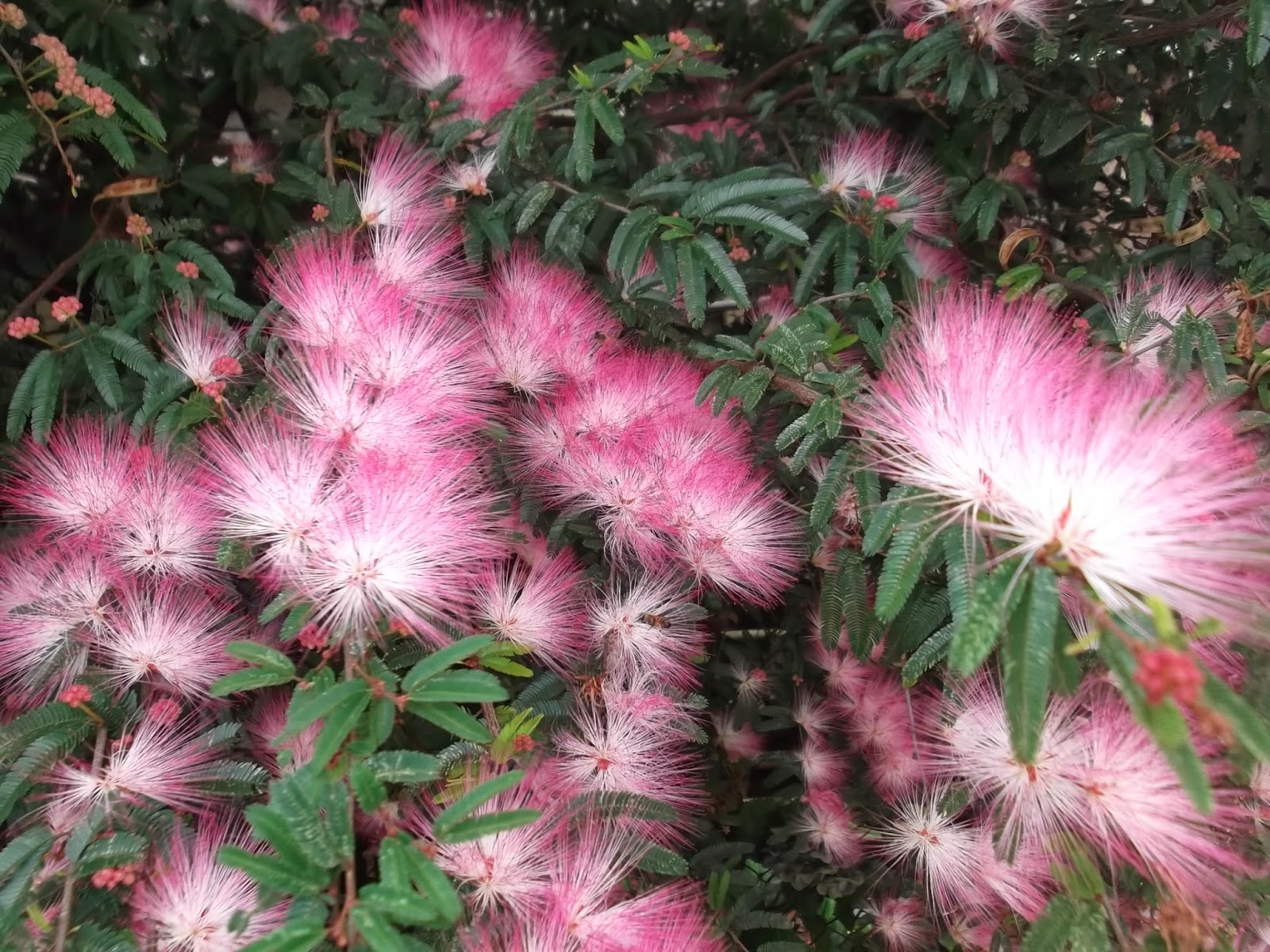 calliandra1