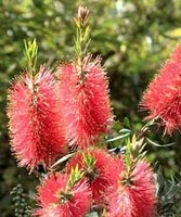 callistemon-citrinus-flores