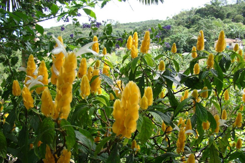 camarão amarelo 