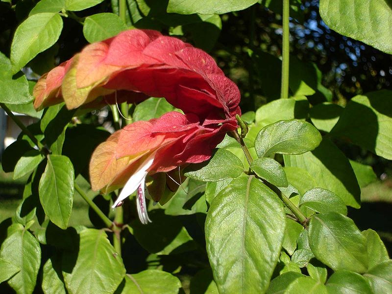 camarão-vermelho