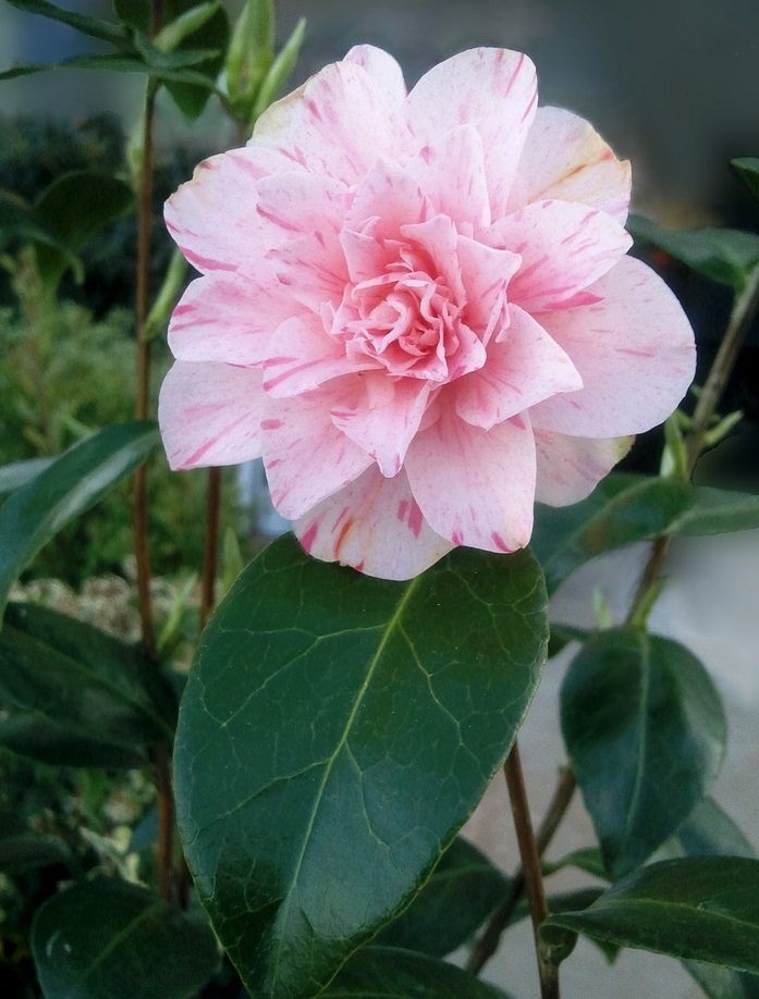 camelia-bicolor