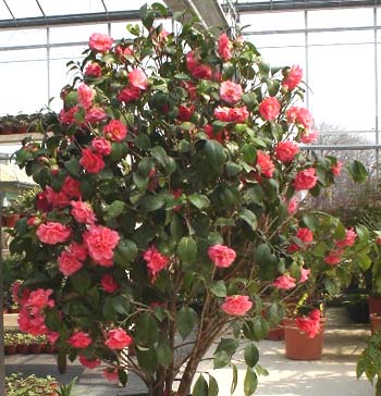 camelia-japonica