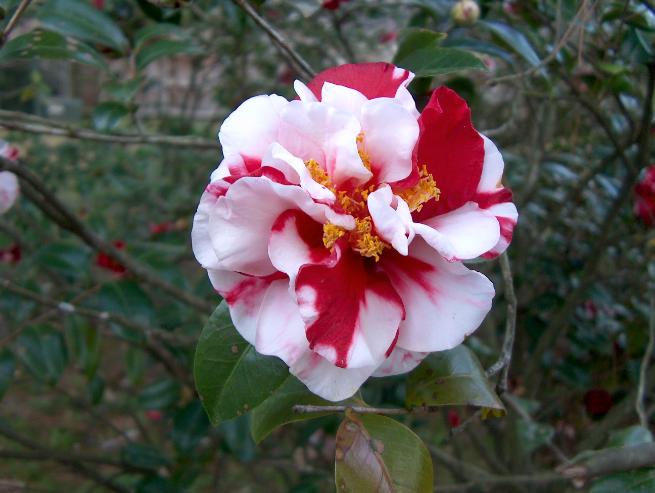 camelia japonica1