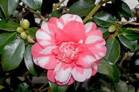 camelia japonica