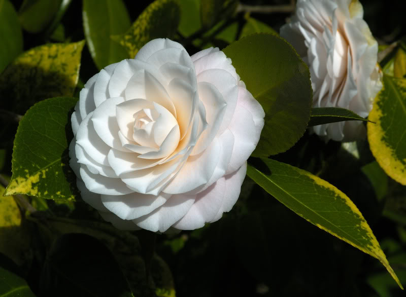 camelia