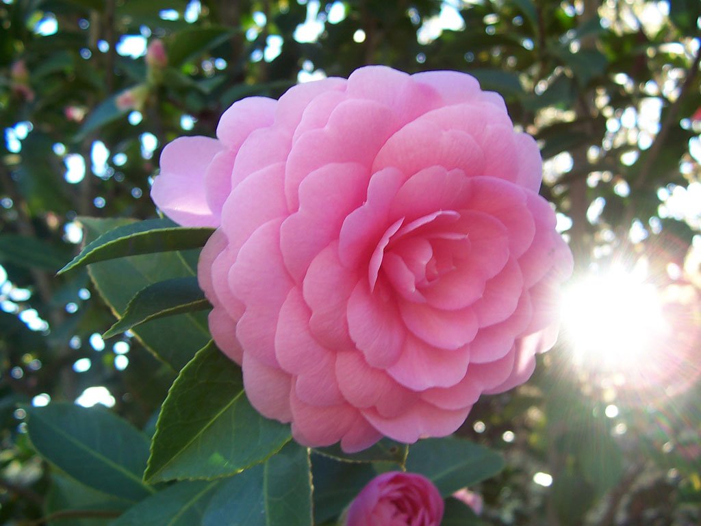 camelia