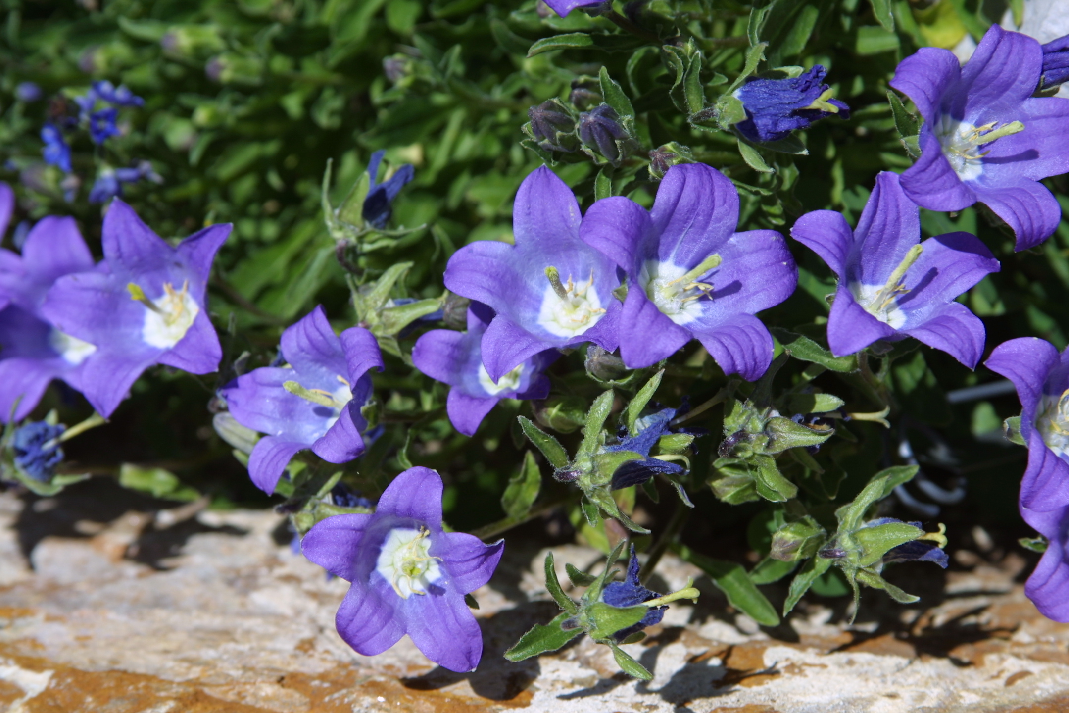 Колокольчик Оше Campanula aucheri