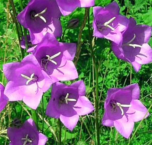 campanula