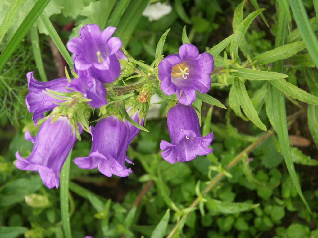 campanula