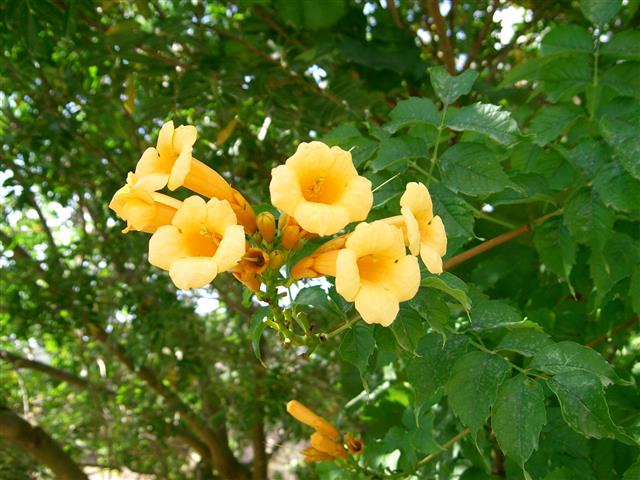 campis radicans  amarelo