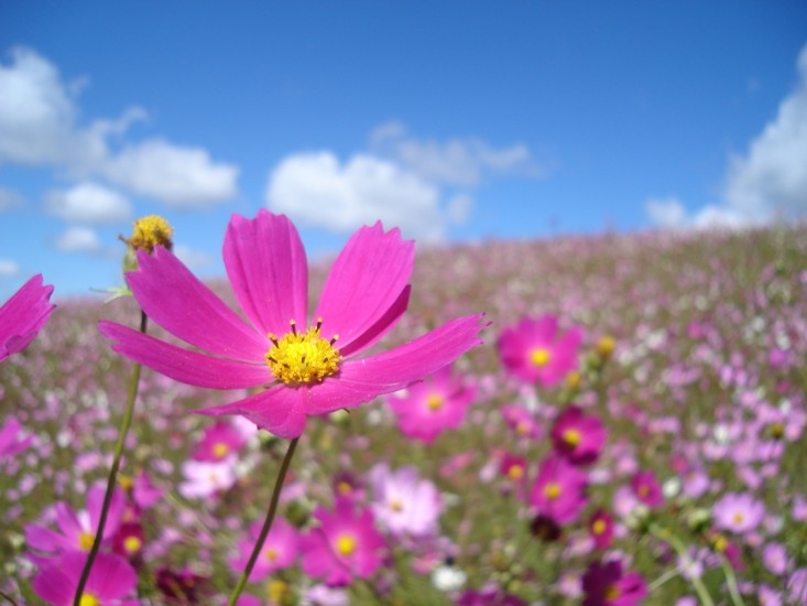 campo-con-flores