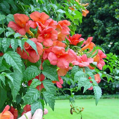 campsis-radicans 