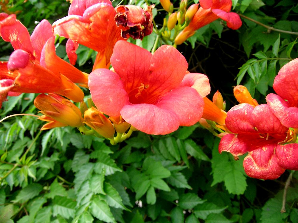 campsis-radicans