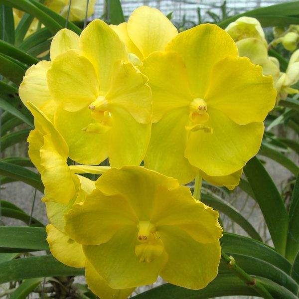 vanda-amarela