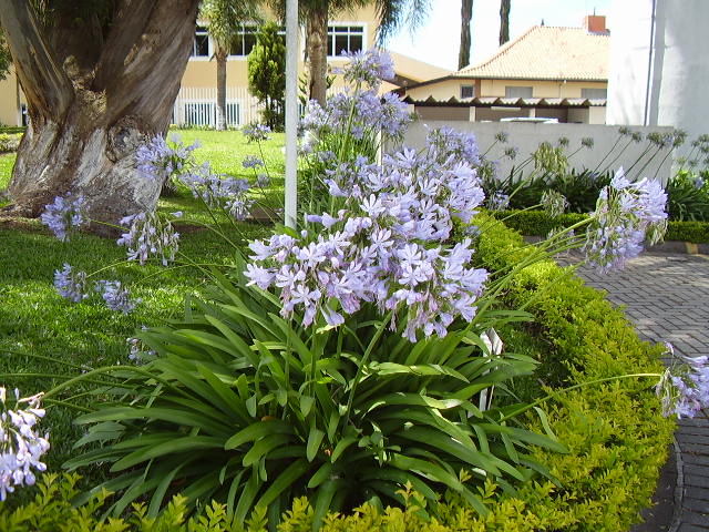 canteiro de agapanto