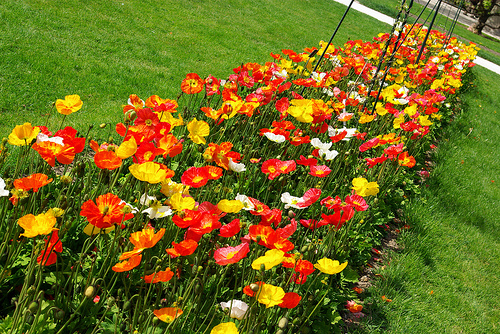 canteiros de flores 10