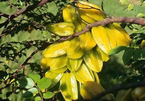 carambola