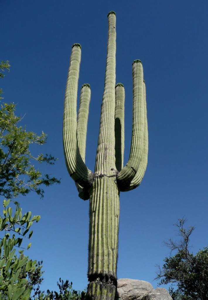 carnegiea gigantea