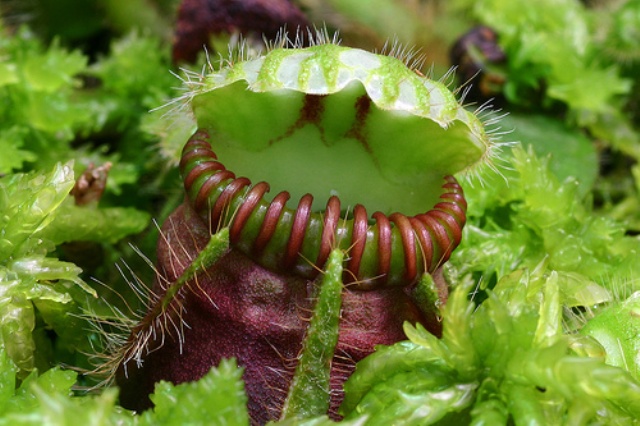 carnivora-Cephalotus