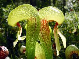 carnívora Darlingtonia californica