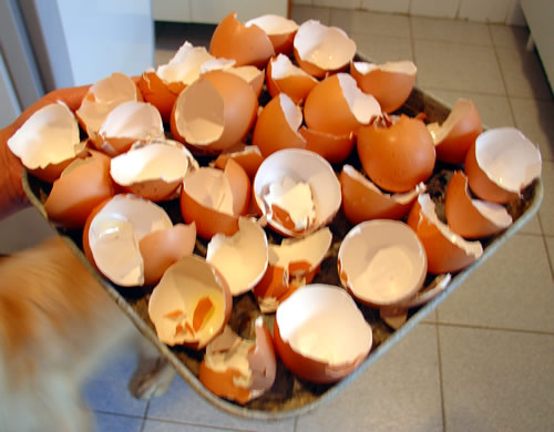 cascas de ovos