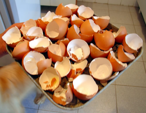 cascas de ovos