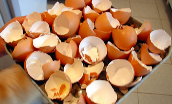 cascas-de-ovos