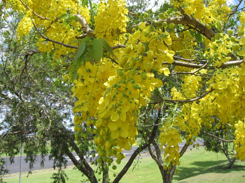 cassia imperial