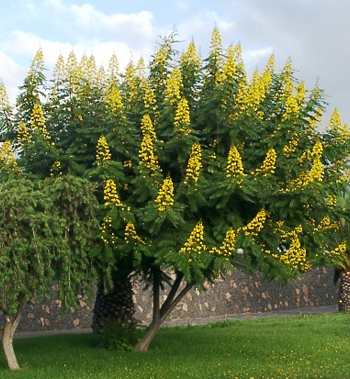 cassia_spectabilis