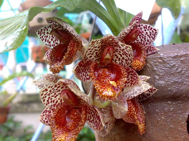 catasetum denticulatum