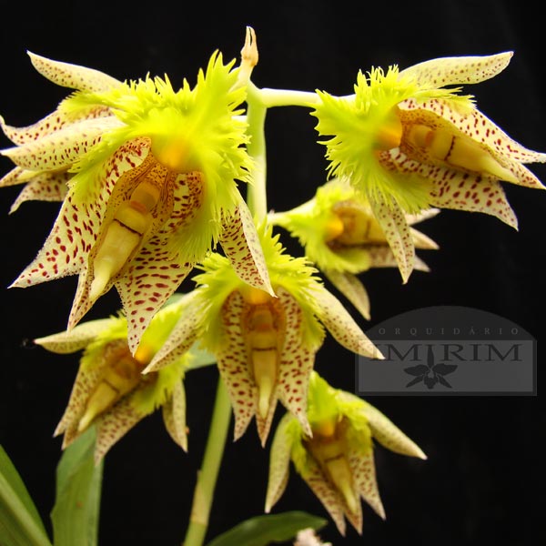 catasetum-fimbriatum-600x600