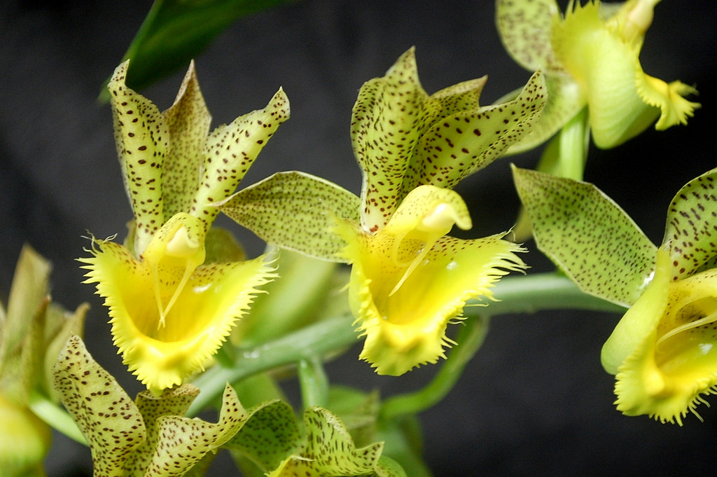 catasetum fimbriatum