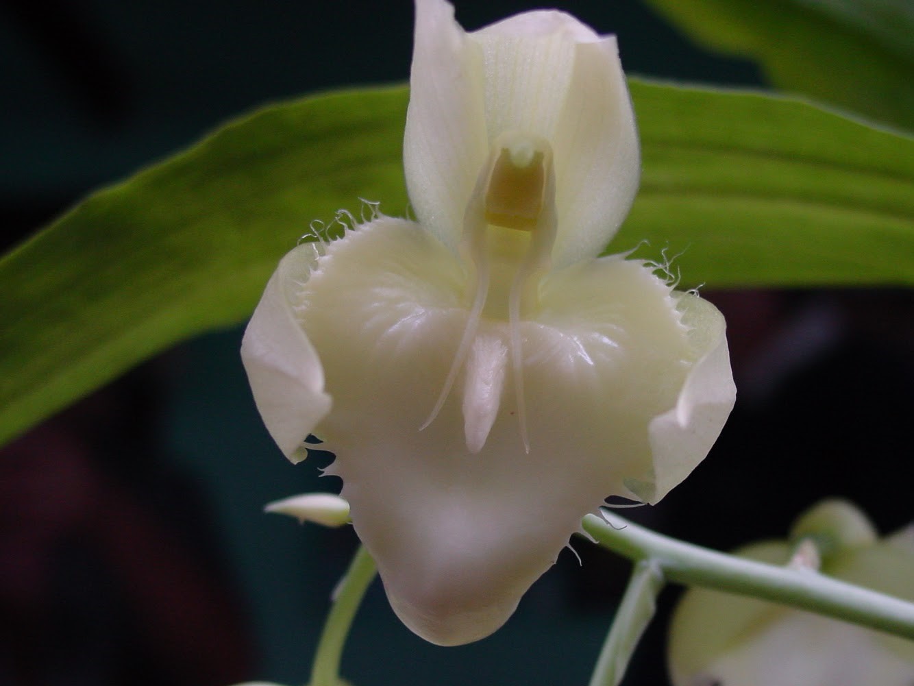 catasetum flor masculina