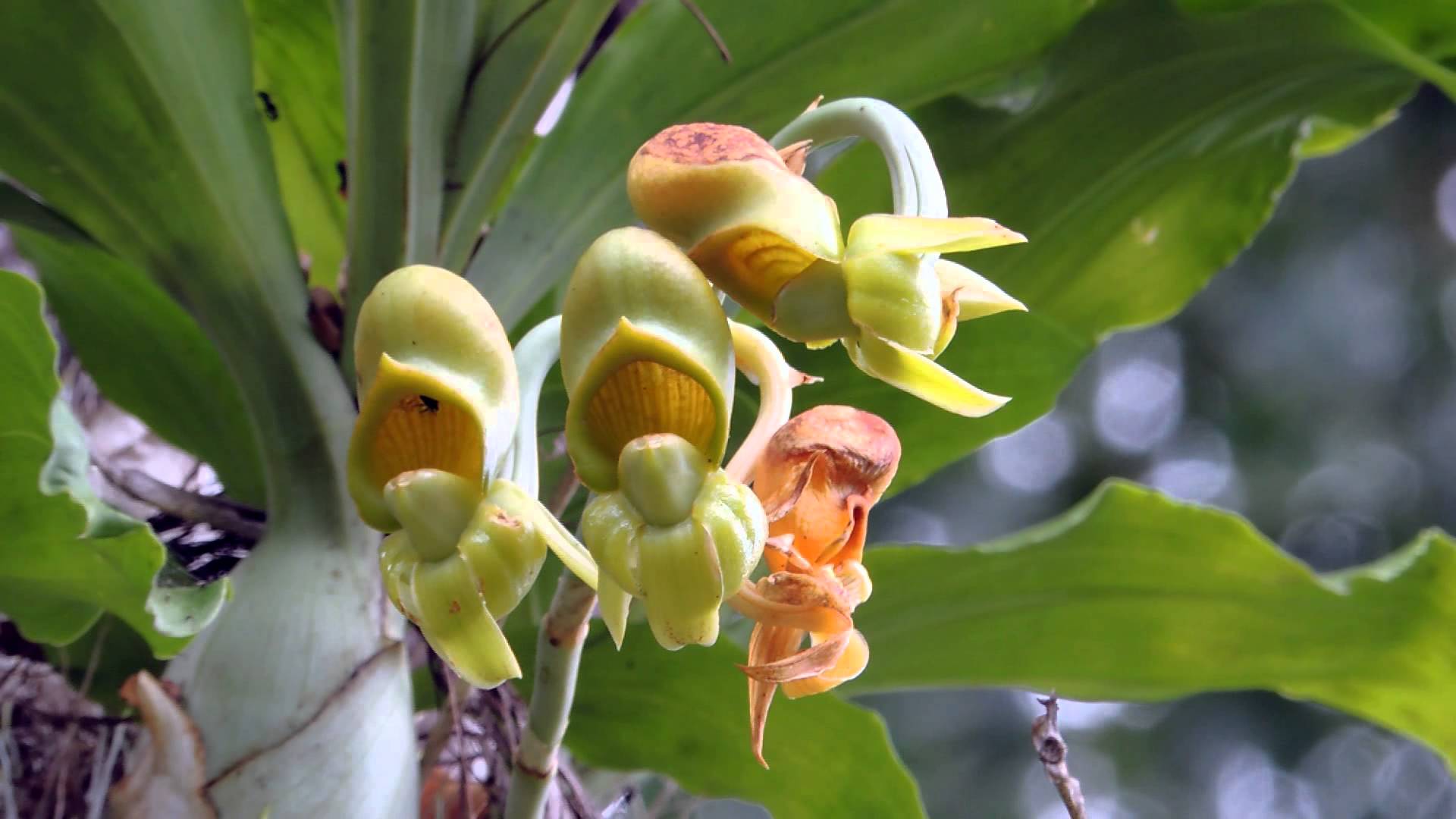 catasetum macrocarpum