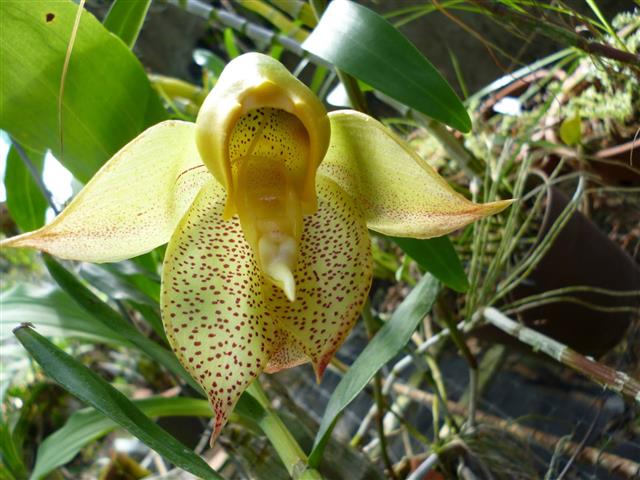 catasetum macrocarpum