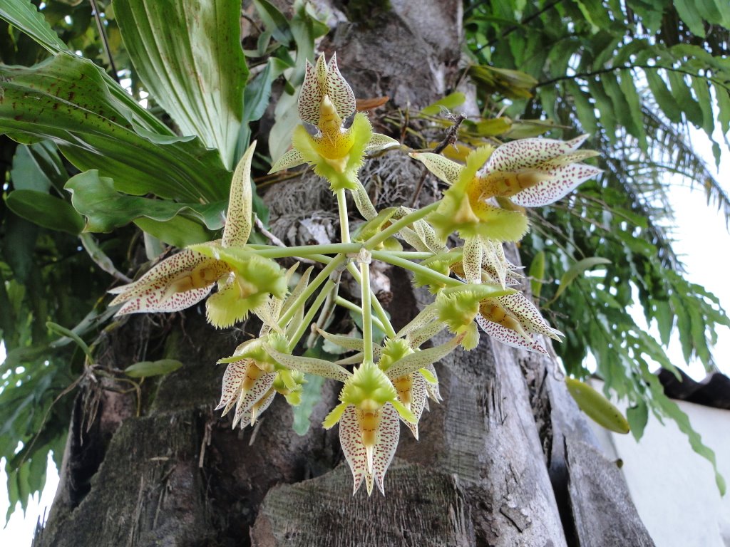 catasetum