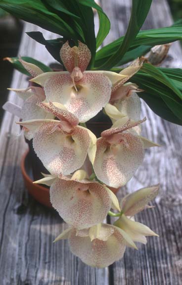 catasetum_pileatum