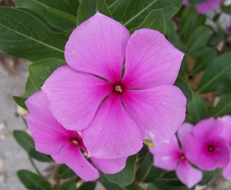 Como cuidar da Vinca (Catharanthus roseus) - PlantaSonya - O seu blog sobre  cultivo de plantas e flores