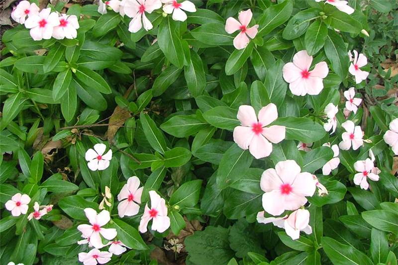 catharanthus_roseus40