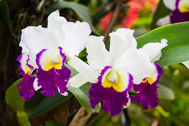 cattleya