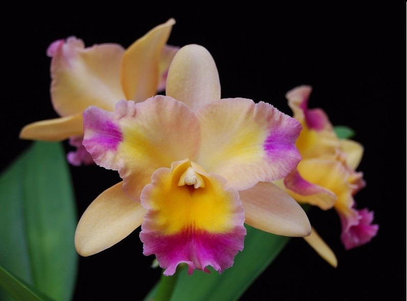 cattleya