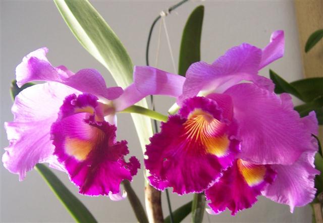 cattleya