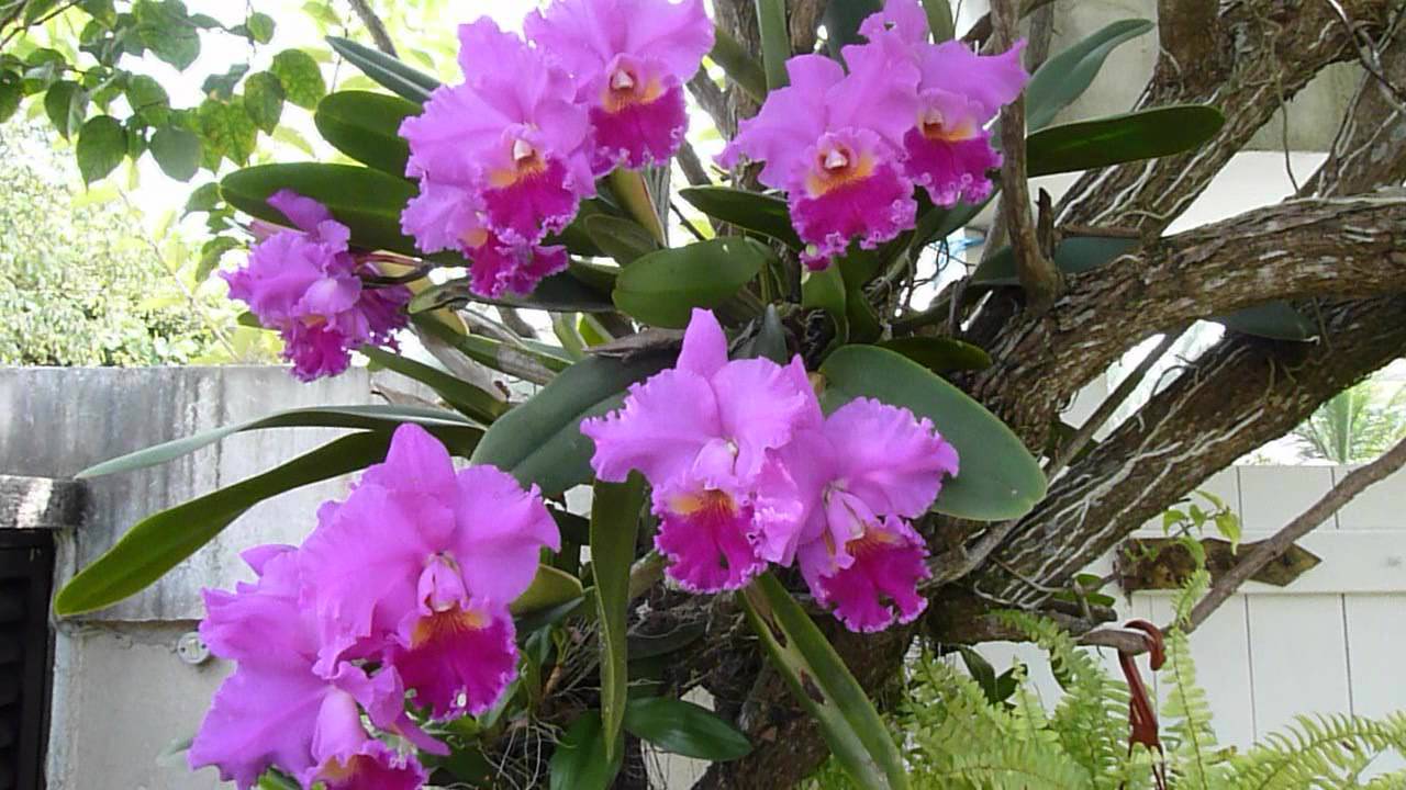 cattleya - 2