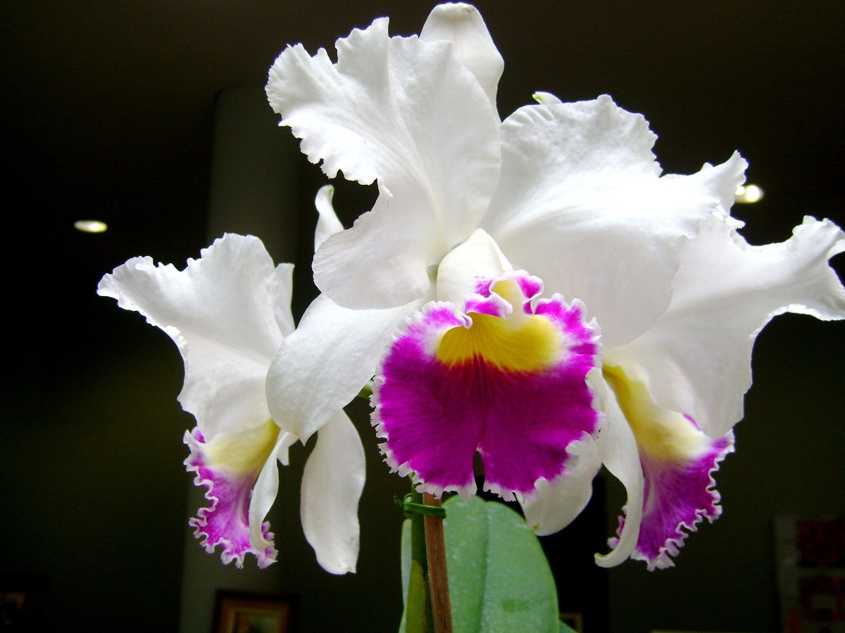 Como recuperar una orquídea